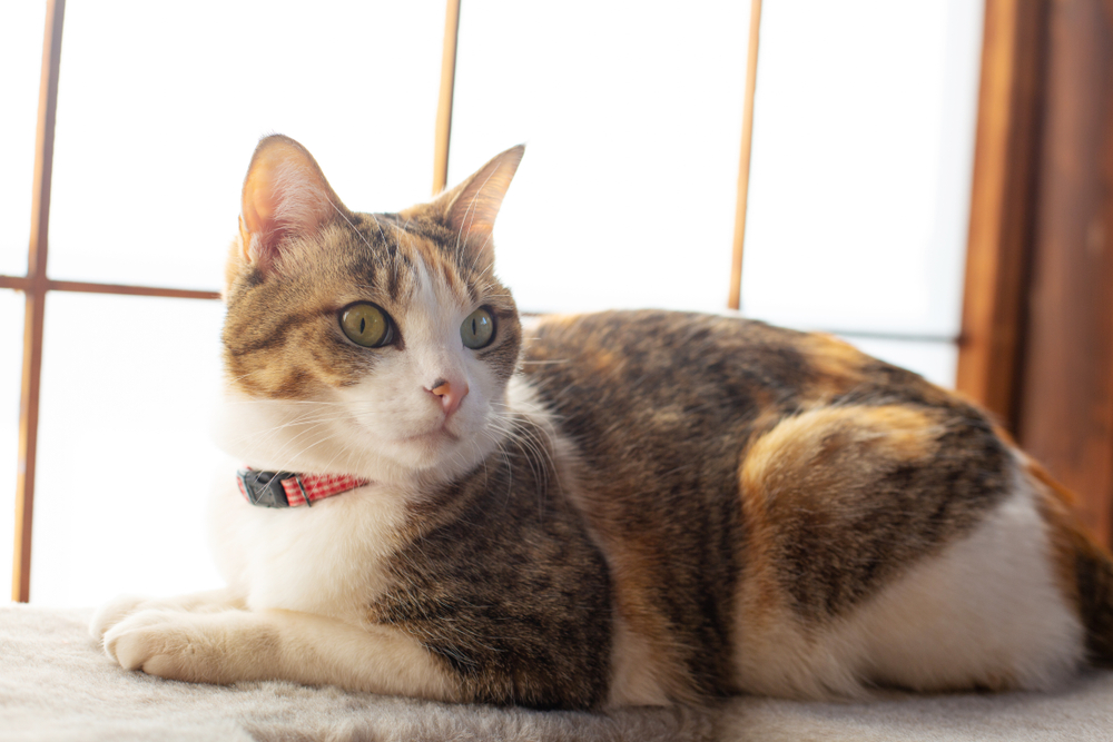 猫が障子を破るのを防ぐ 張り替えと破られないための対処法を伝授 和の匠プラス 猫が障子を破るのを防ぐ 張り替えと破られないための対処法を伝授 和の匠プラス